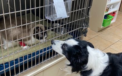 Border Collie Checkers, checks on hospitalized patient